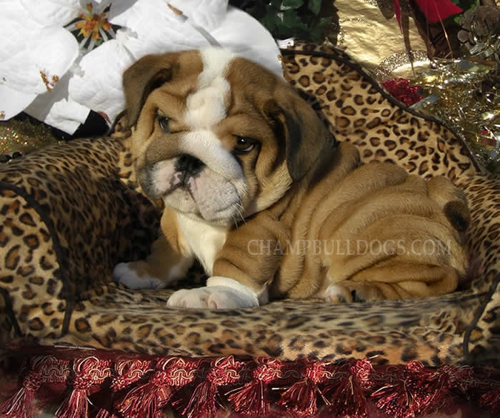 English bulldog puppies picture